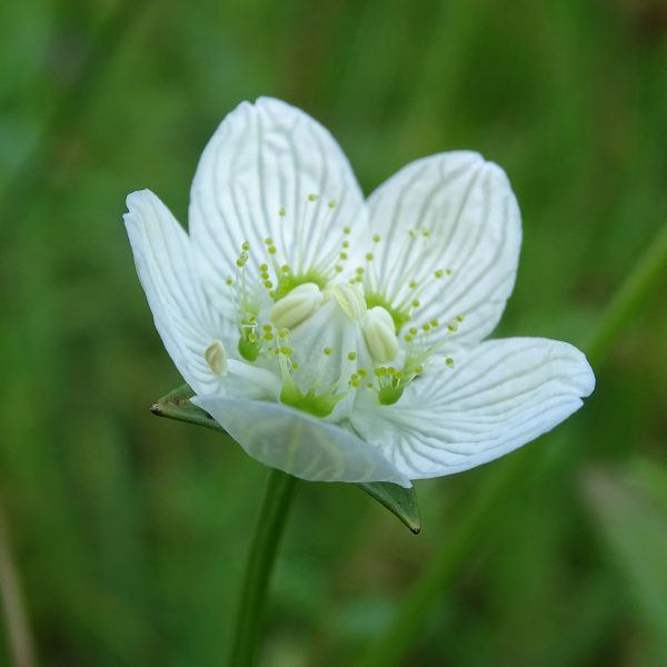 Parnassia